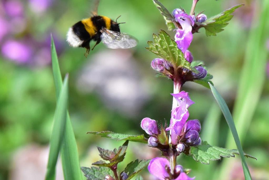 Startseite Natur Verbindet